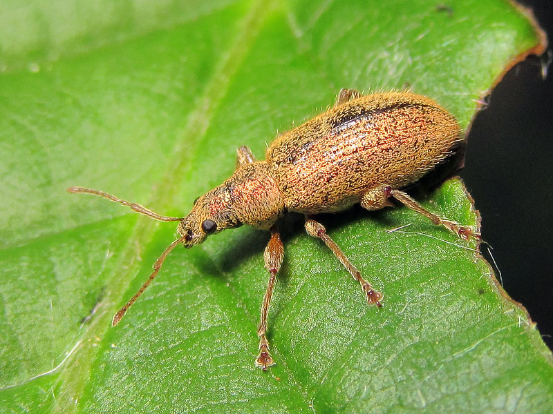 Curculionidae: Polydrusus (?) due